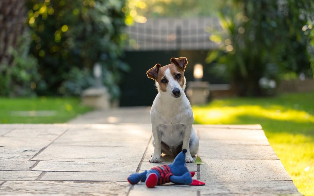 Pet em casa: saiba o que fazer para deixar o seu lar confortável e seguro para o seu melhor amigo